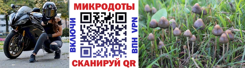 Купить  Лихославль  Псилоцибиновые грибы MAGIC MUSHROOMS 